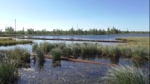 НАШЁЛ ЩУЧЬЕ ЛОГОВО НА БОЛОТЕ И НАДЕРБАНИЛ НА НОВЫЙ СПОСОБ ЛОВЛИ!!! ГАЛЬЯН ВСЕГДА РУЛИТ!!!