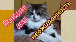 Анекдот дня. Неожиданность.