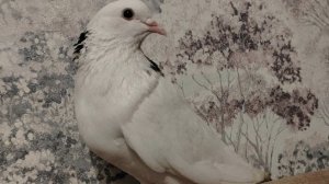 как жаль что это только аз в году