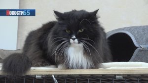 Помощь всё ещё нужна. Приют «Пес и кот» восстановлен после пожара всего на 70%