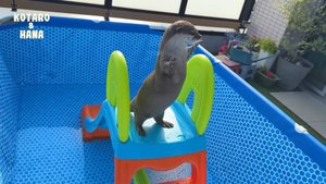 Выдры в восторге от нового бассейна и горки!