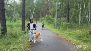 "До и После" обучения "Искусству общения с собакой"!