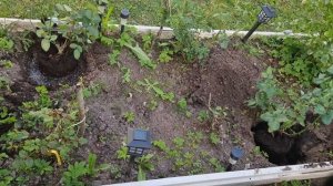 Роза Флорибунда - ещё два сорта.