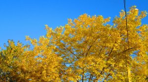 ОСЕННИЙ МИАСС. Слова - Наталия Ядохина. Музыка, исполнение - Алексей Шишканов. Видео - В. Верхогляд