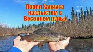 Ловля Хариуса нахлыстом в Весеннем ручье