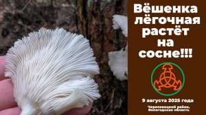 Вёшенка лёгочная растёт на сосне!!!  Pleurotus pulmonarius.
