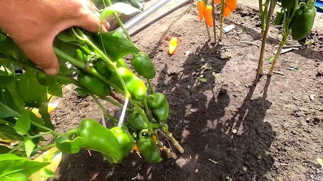 Сладкие перцы 15 августа