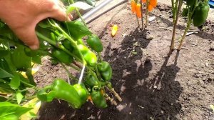 Сладкие перцы 15 августа