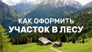 Лесной Участок: подробная инструкция Как оформить большой участок в лесу. Аренда лесного участка