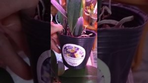 пополняю свою коллекцию орхидными