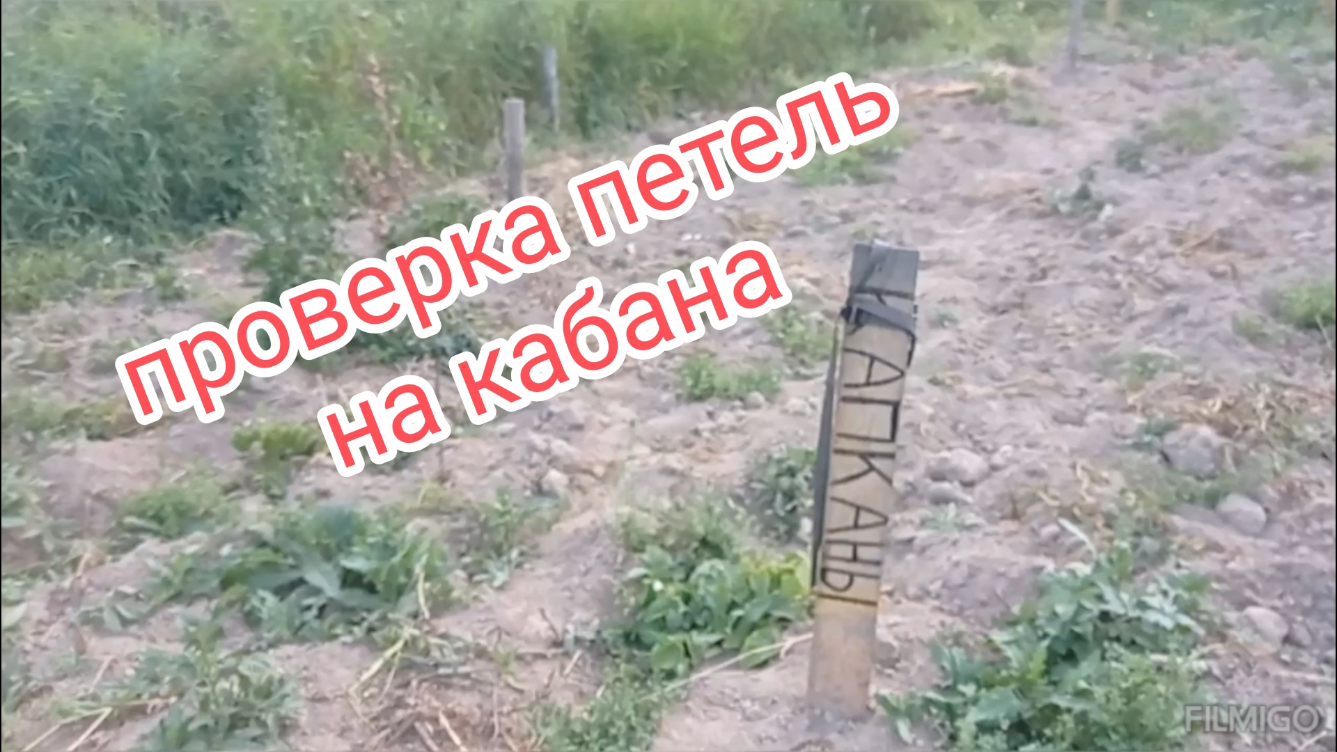 Проверяем петли на кабанов.