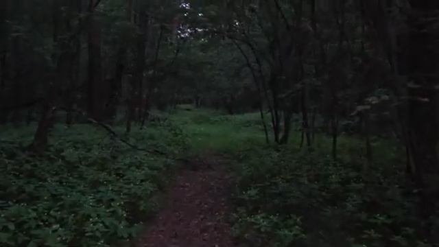 ЛЕСНАЯ ФИЛОСОФИЯ...ИНГА ХОСРОЕВА. смотреть онлайн