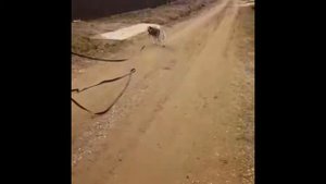 Отзыв от Хаски после первого занятия по программе Натальи Севостьяновой