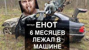 Мертвый енот 6 месяцев лежал в машине, удаление запаха