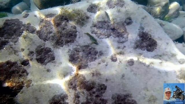 Подводный мир Чёрного моря