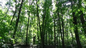 Белгород ул губкина архиерейская роща белгород парк белгородские леса