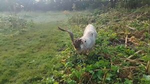 Легенда об аисте и компания🐎🦮🐐