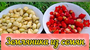 Вырастила землянику из семян. Результат в августе.