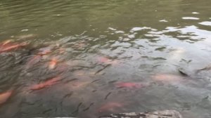 Мы на ферме ЭКЗАРХО