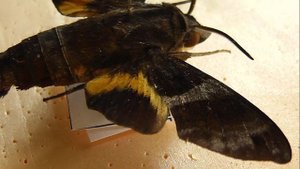 БРАЖНИКИ: 484. Macroglossum kitchingi