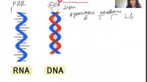 ДНК РНК. ОТЛИЧИЯ. ОСОБЕННОСТИ СТРОЕНИЯ. ПОДГОТОВКА К ЕГЭ ПО БИОЛОГИИ