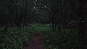 ЛЕСНАЯ ФИЛОСОФИЯ