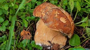 Августовские грибочки! Наро-Фоминский район! 🍄🟫🍄🟫🍄🟫