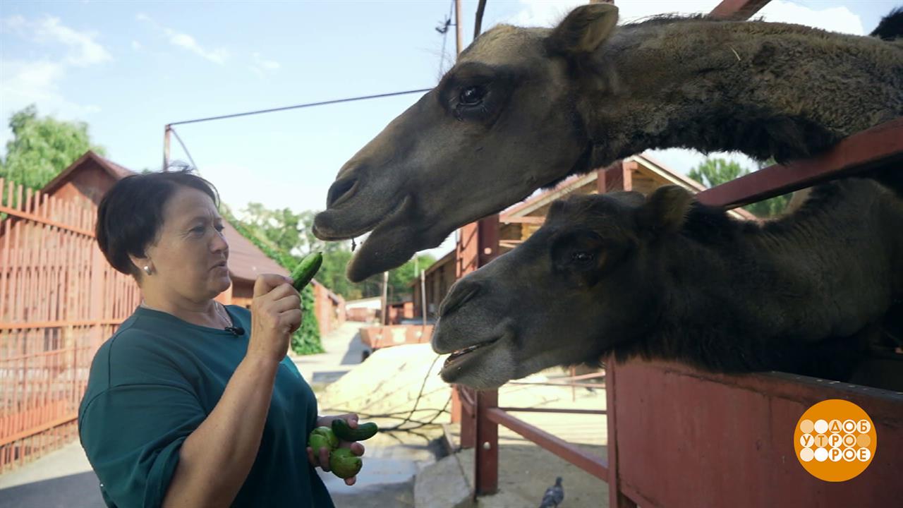 Куда пристроить излишки урожая? Можно в зоопарк! Доброе утро. Фрагмент выпуска от 14.08.2025