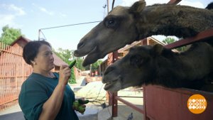 Куда пристроить излишки урожая? Можно в зоопарк! Доброе утро. Фрагмент выпуска от 14.08.2025