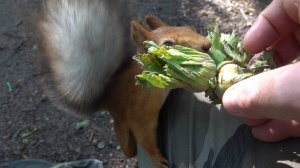 Про белок. И немного об иностранце