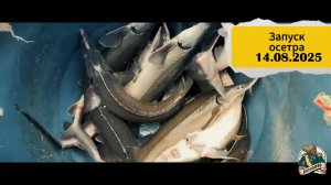 ЗАПУСК ОСЕТРА 14.08.2025