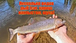 Рыбалка в глубине Аляски. Несколько видов рыб (сиг, хариус нахлыстом, щука)
