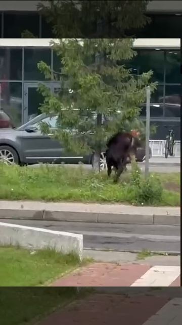 Бычок в Люберцах