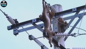 Трагично! 20 ужасающих моментов, когда животные пострадали от удара током