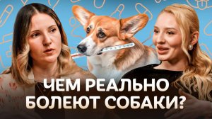 Чем реально болеют собаки? Ветеринар о профилактике и лечении болезней / Догси Подкаст #1