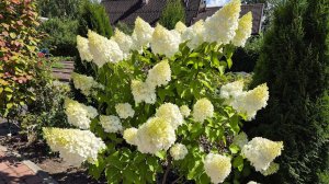 Цветы августа. Обзор сада