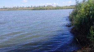 Карасики на поплавок, толстолобик на макушатник в сильный ветер. Рыбалка на кормачки.