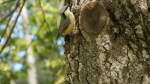 Поползень, наблюдение птиц в Великом Новгороде, 14 августа 2025