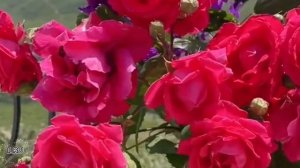 Жизненные истории // Случайная командировка // Аудиорассказы