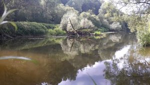 Река Десна в Еринском лесу
