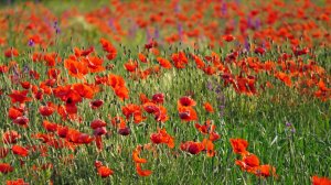 От маков до Бурульчи.