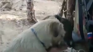 Пограничный пес