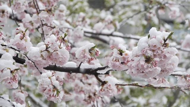 "Покажи мне твои ладони"#трогательныепесниолюбви#музыка