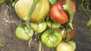 ТОМАТ БАБУШКИНО НА УГЛЕРОД - ВКУСНЕЙШИЙ И МЕГА УРОЖАЙНЫЙ СОРТ