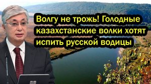 Волгу не трожь! Голодные казахстанские волки хотят испить русской водицы