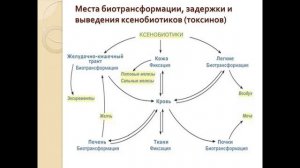 Вебинар: «Болезнь, биологически активные добавки и аквабиотики»