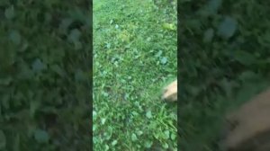 ДЕТЕКТИВ С АЛЛОЙ! ЖДИТЕ ВТОРУЮ ЧАСТЬ)