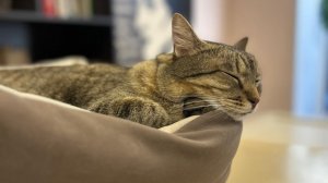 #1 Коплю 1 миллион монет в Evil nun