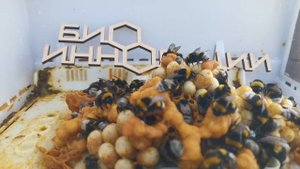 Молодая шмелиная семья позировала для всех желающих на Дне Сибирского Поля 2025