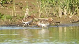 Бекас, наблюдение птиц в Новгородской области, Посёлок Заречный, 14 августа 2025